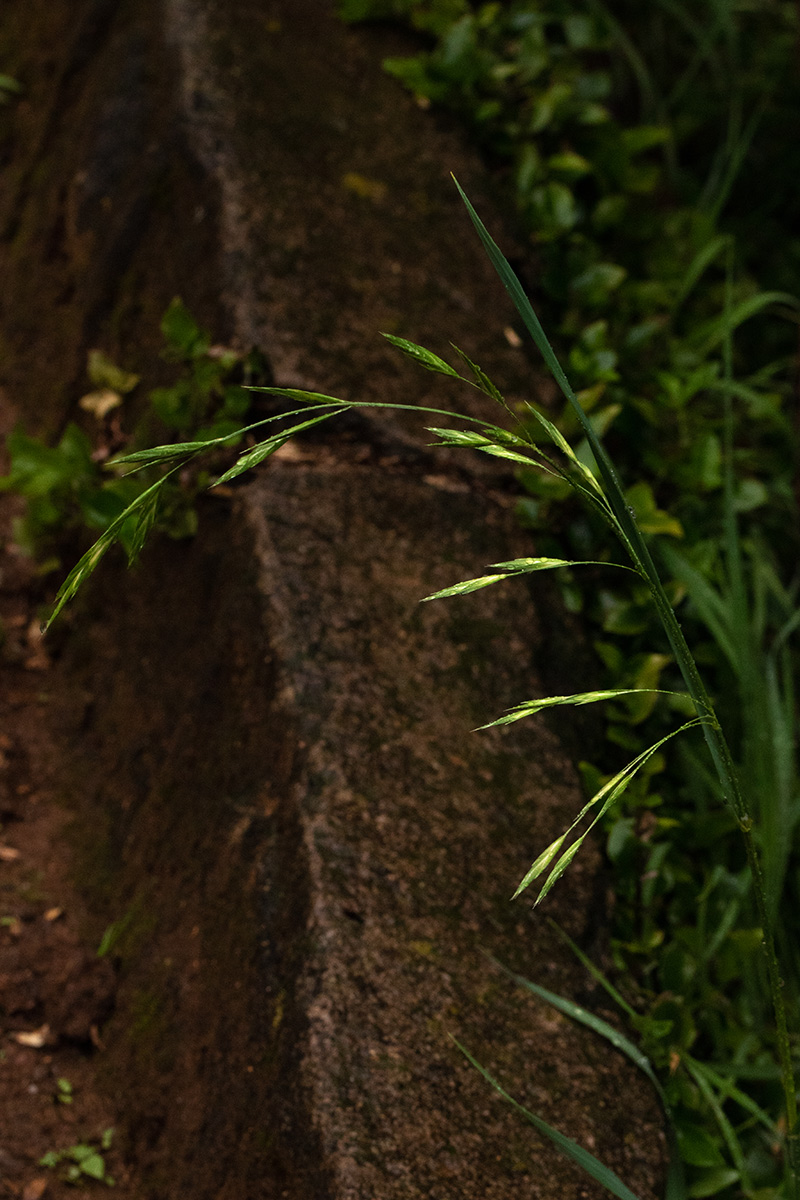Bromus catharticus Bromus catharticus