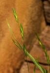 Bromus catharticus