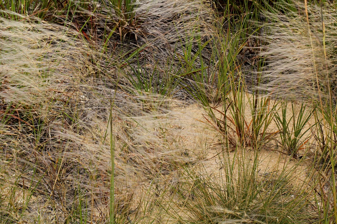 Stipagrostis hirtigluma subsp. patula Stipagrostis hirtigluma subsp. patula