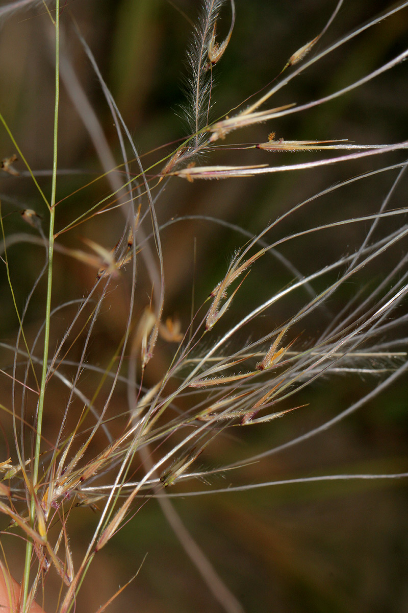 Stipagrostis hirtigluma subsp. patula Stipagrostis hirtigluma subsp. patula