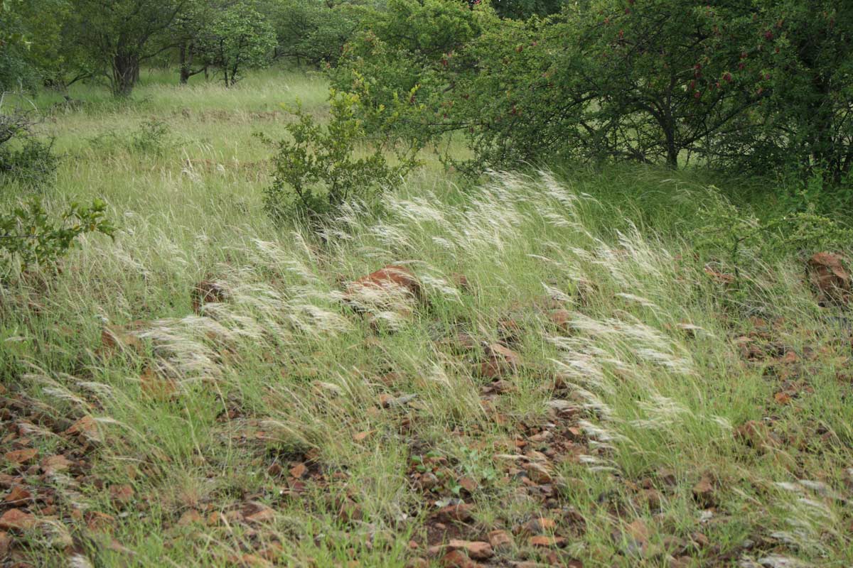 Stipagrostis uniplumis var. uniplumis