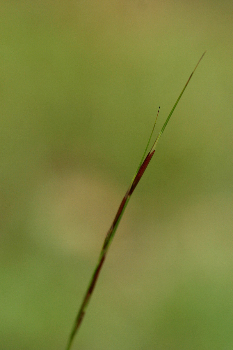 Aristida adscensionis