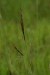 Aristida congesta