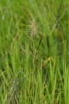 Aristida congesta
