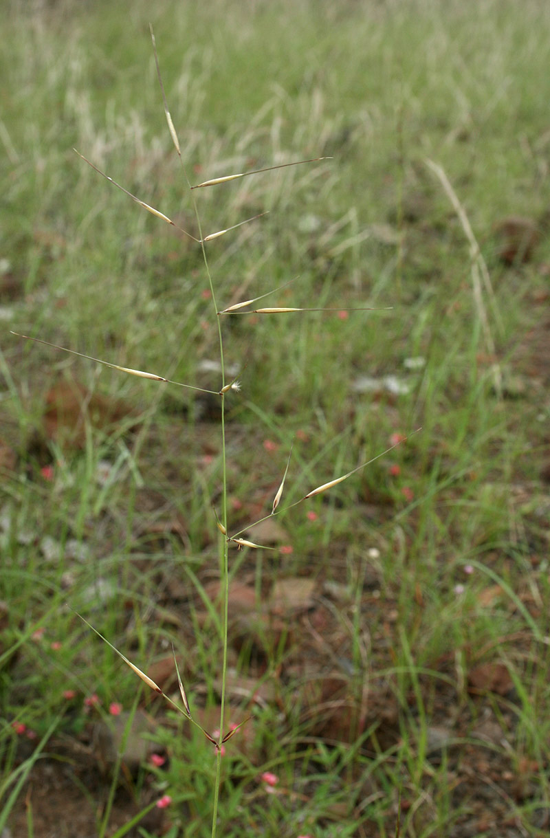 Aristida rhiniochloa
