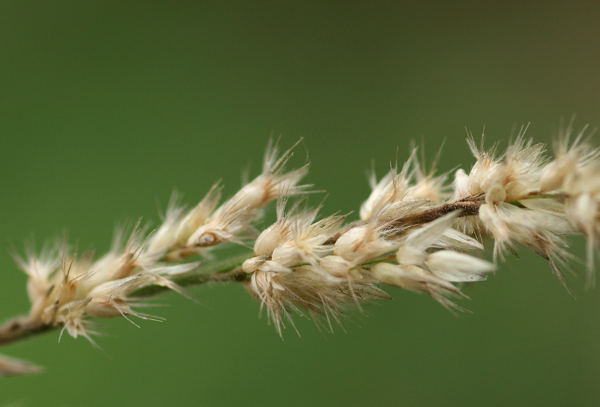 Enneapogon cenchroides