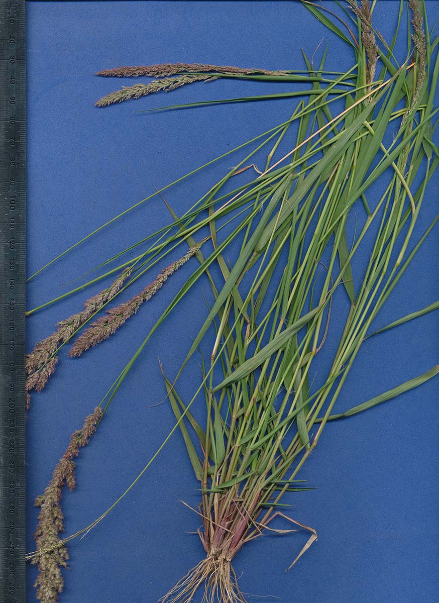 Eragrostis arenicola