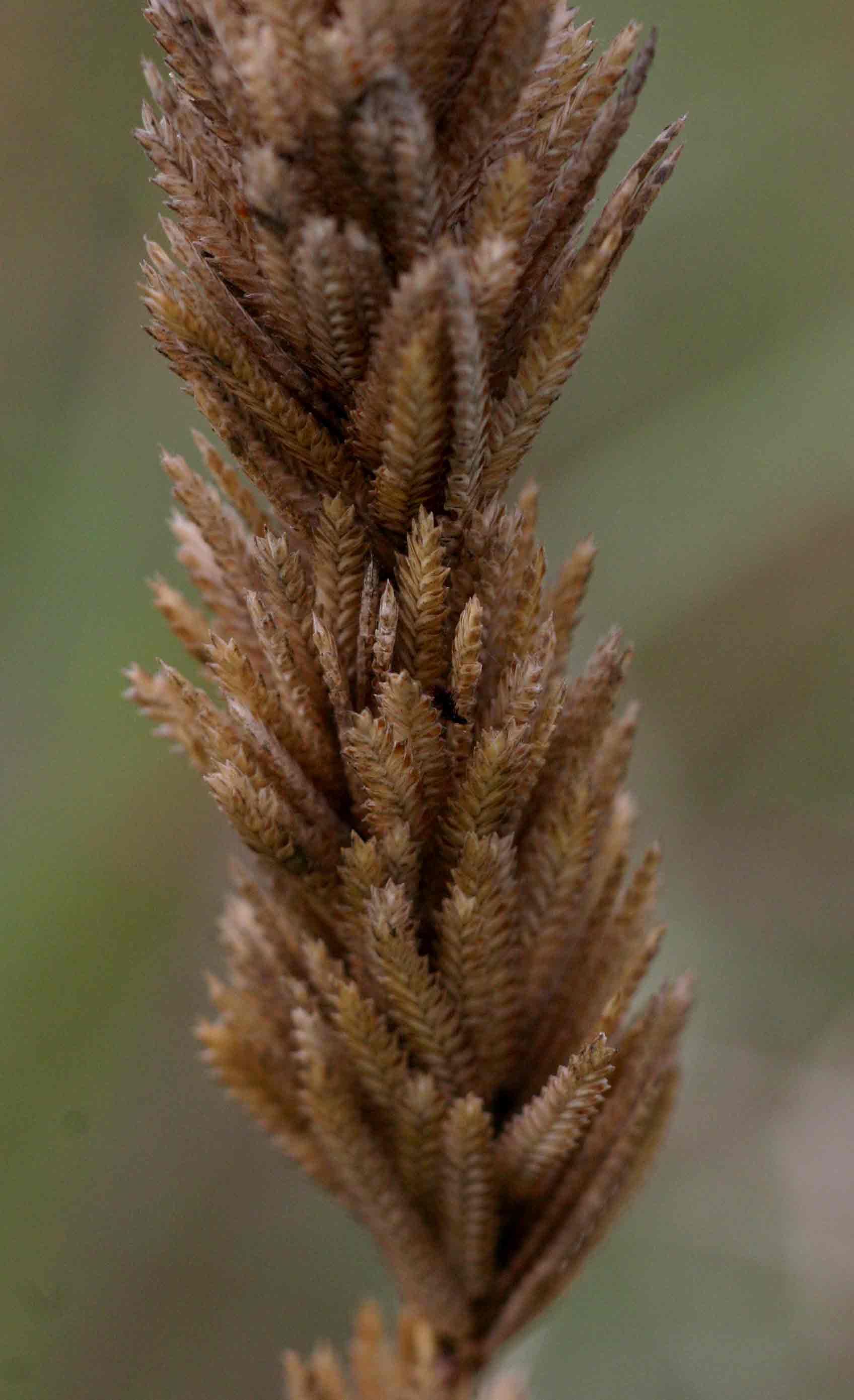 Eragrostis chapelieri Eragrostis chapelieri