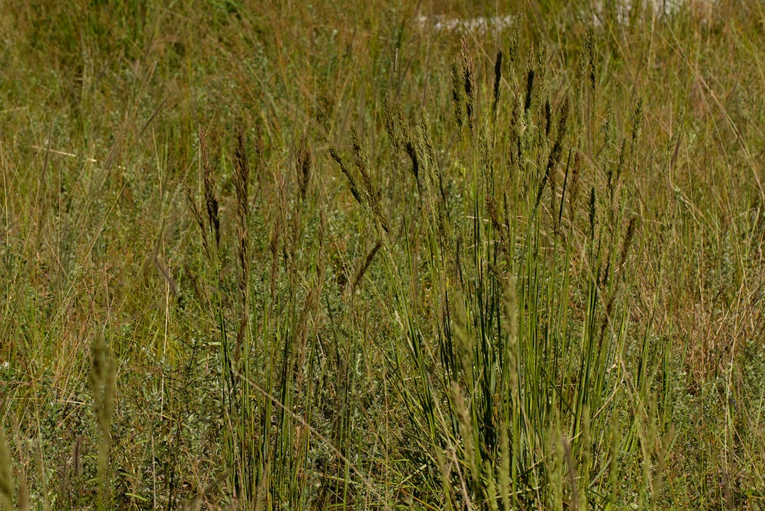 Eragrostis chapelieri Eragrostis chapelieri