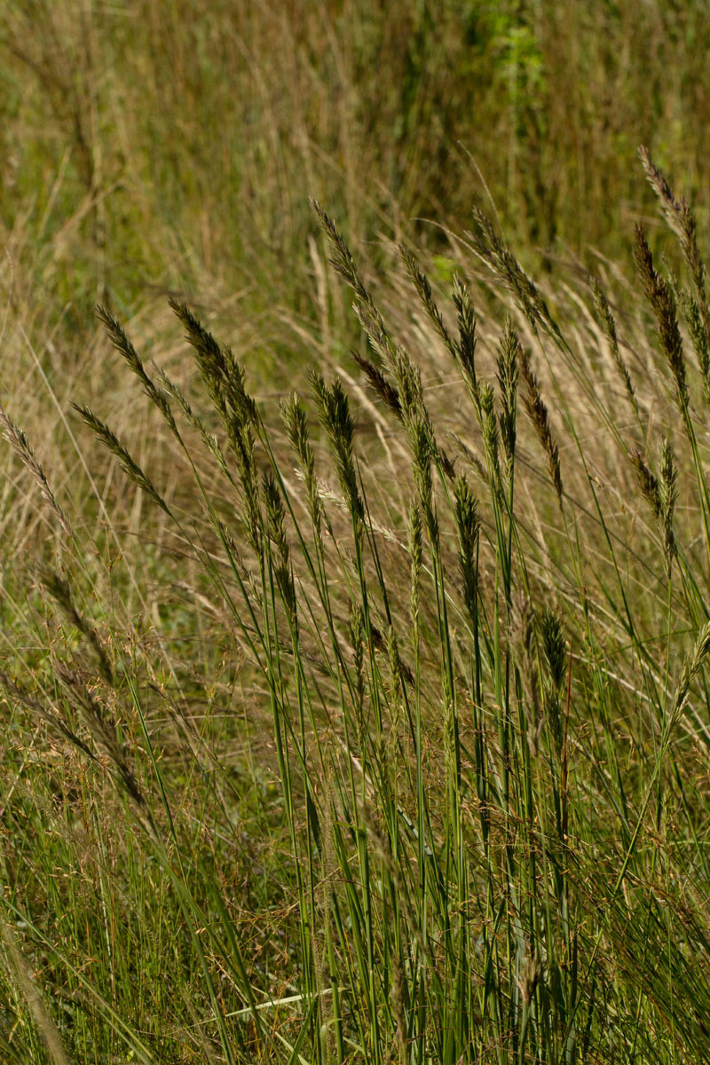 Eragrostis chapelieri Eragrostis chapelieri