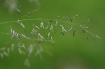 Eragrostis cylindriflora