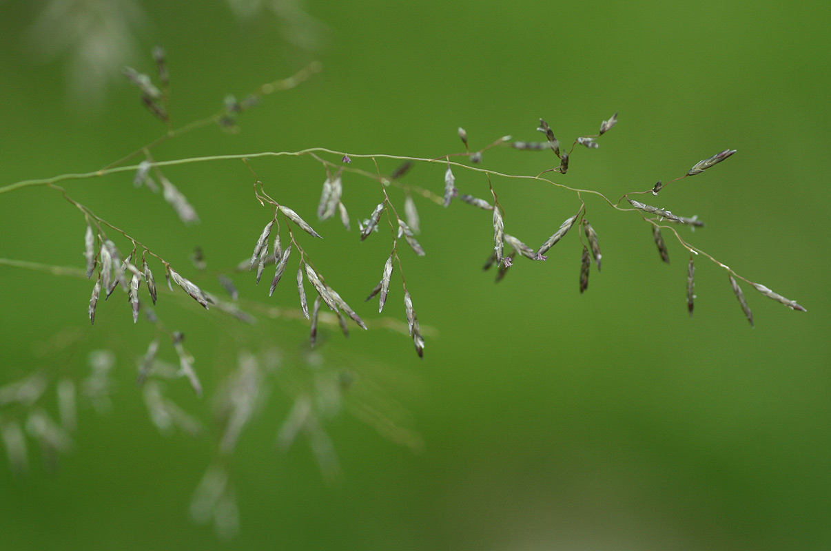 Eragrostis cylindriflora