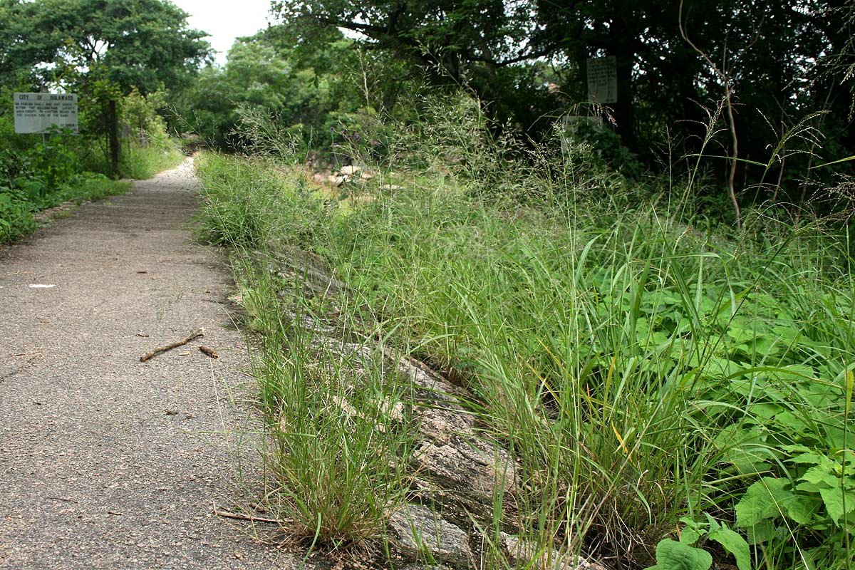 Eragrostis cylindriflora