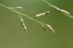 Eragrostis cylindriflora