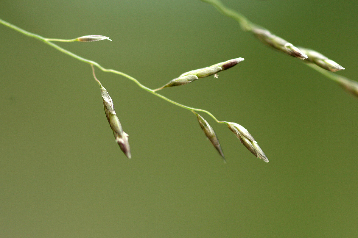 Eragrostis cylindriflora