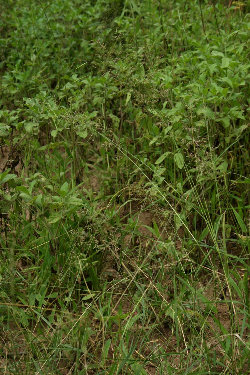 Eragrostis lehmanniana