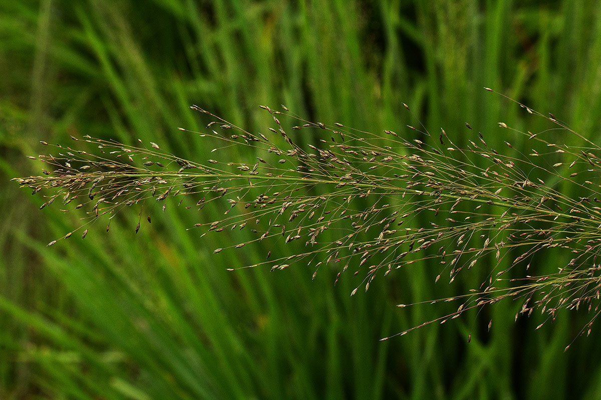Eragrostis mollior Eragrostis mollior
