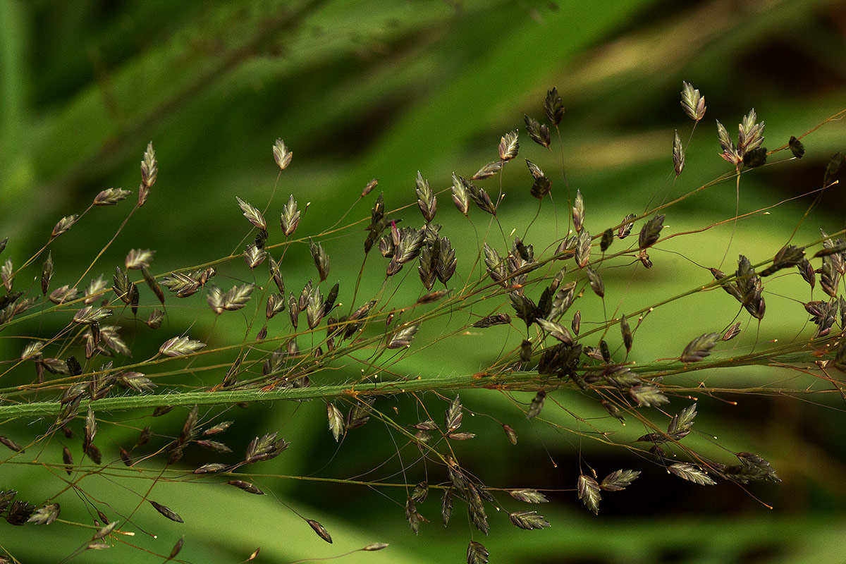 Eragrostis mollior Eragrostis mollior