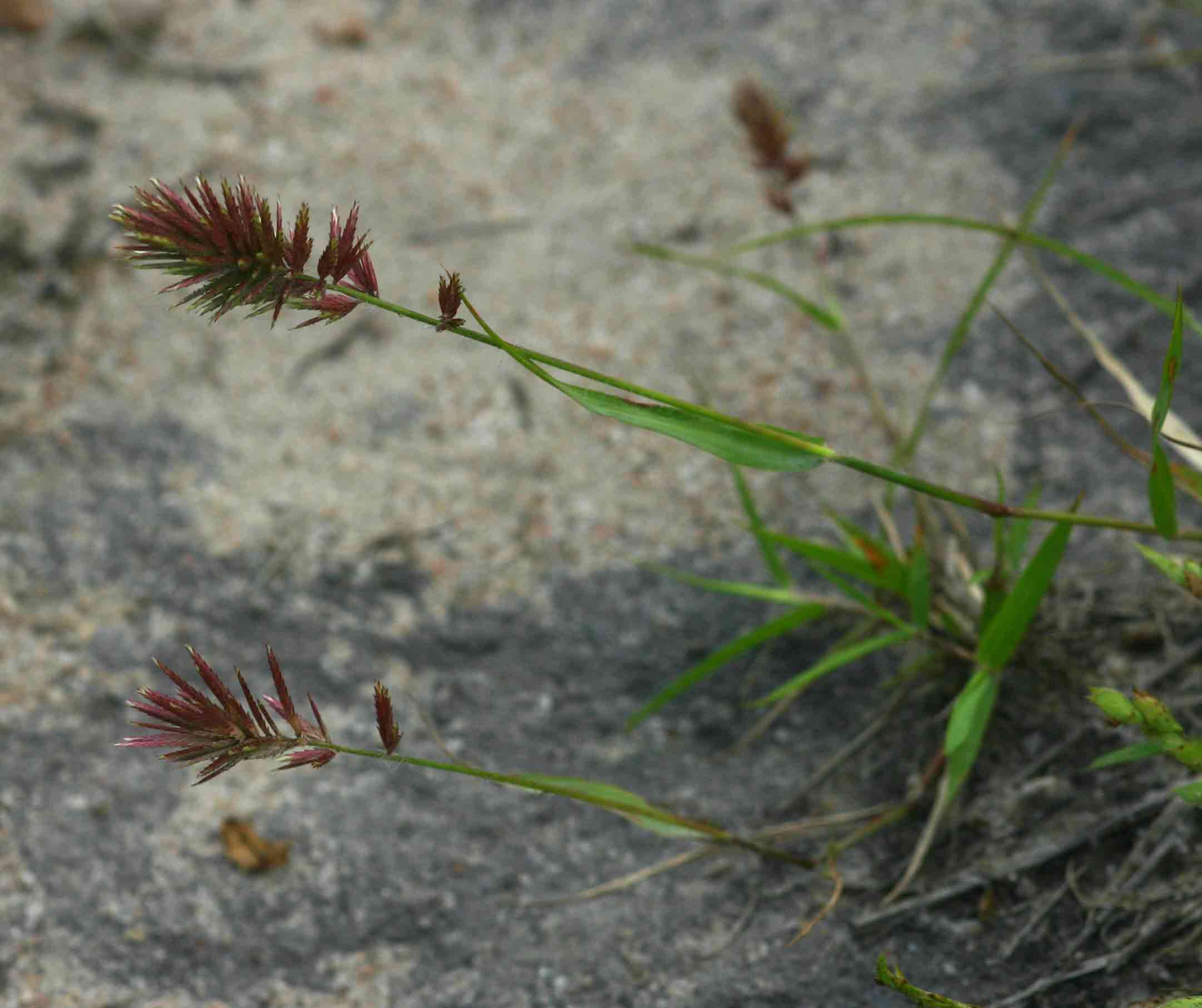 Eragrostis patens