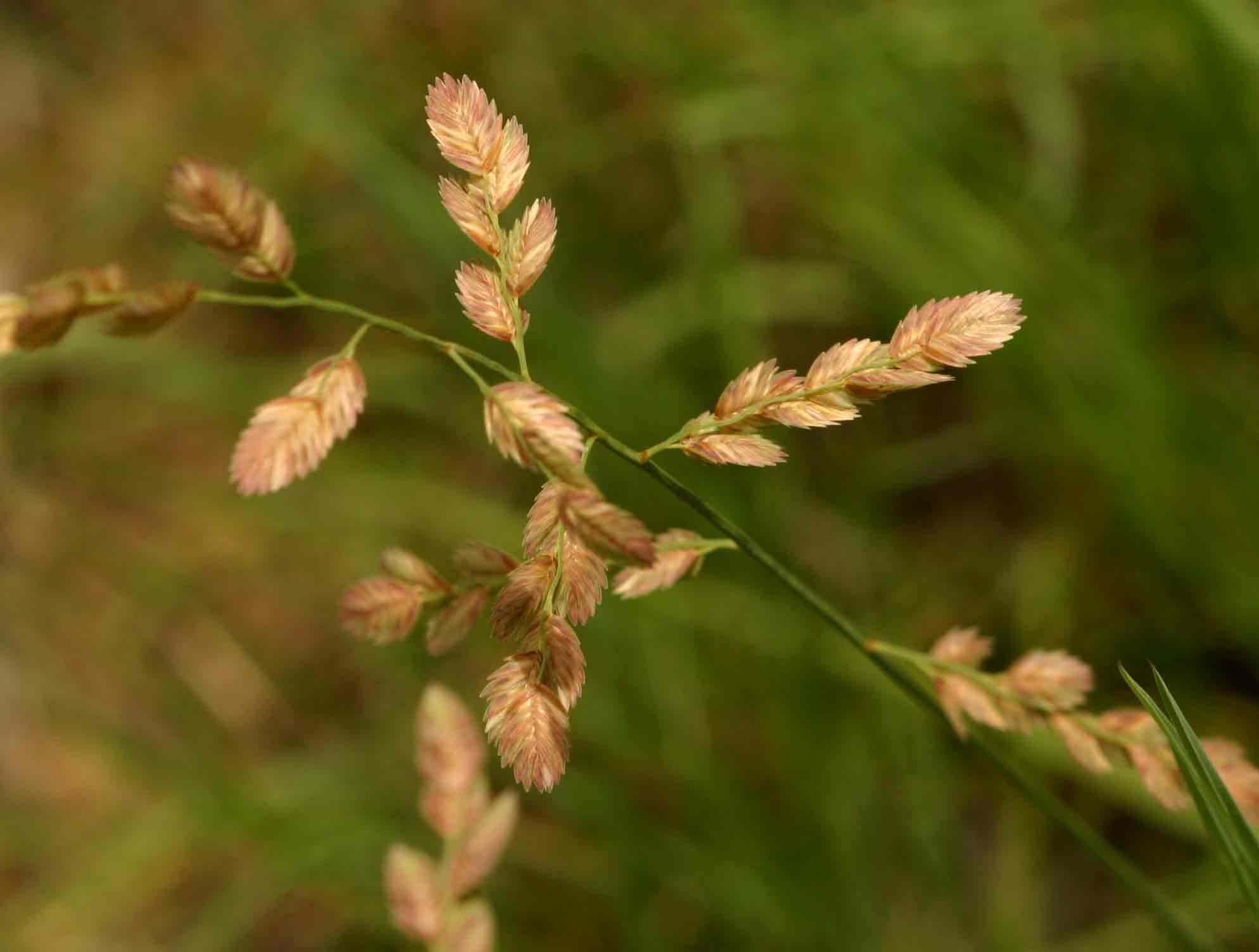 Eragrostis superba