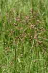 Eragrostis superba