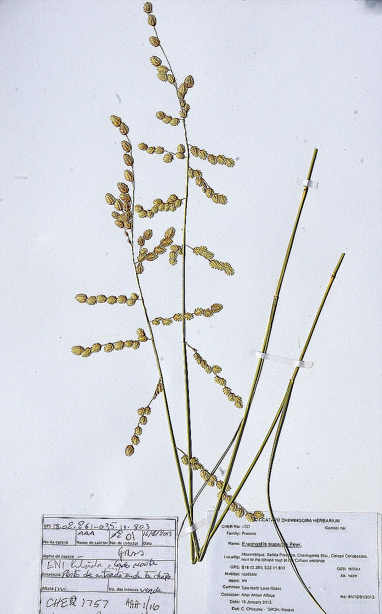 Eragrostis superba Eragrostis superba