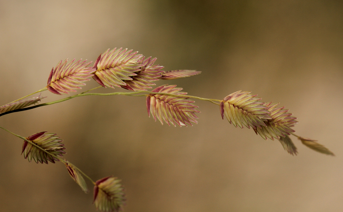 Eragrostis superba