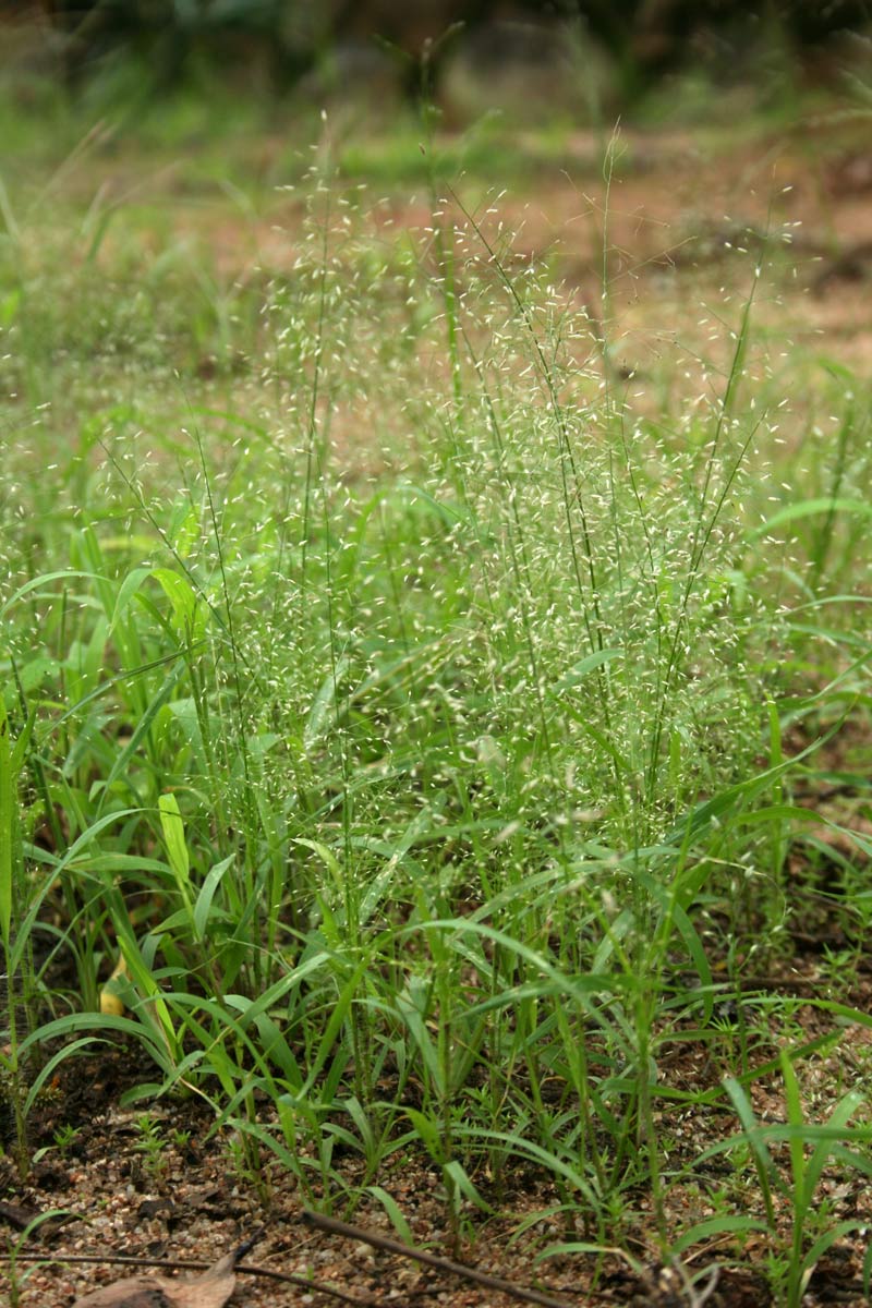 Eragrostis viscosa