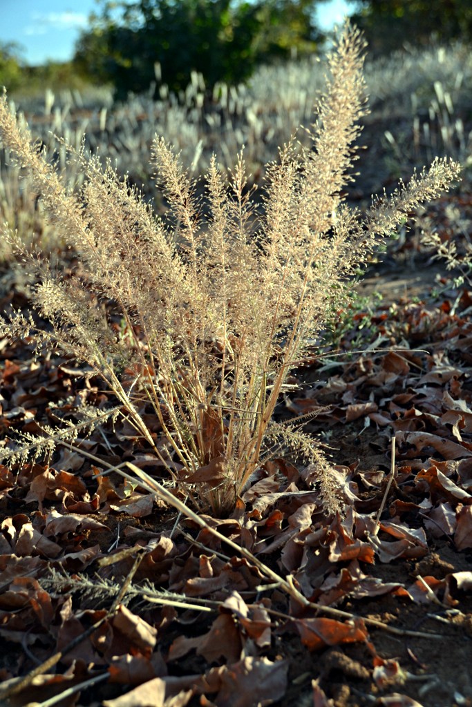 Eragrostis viscosa