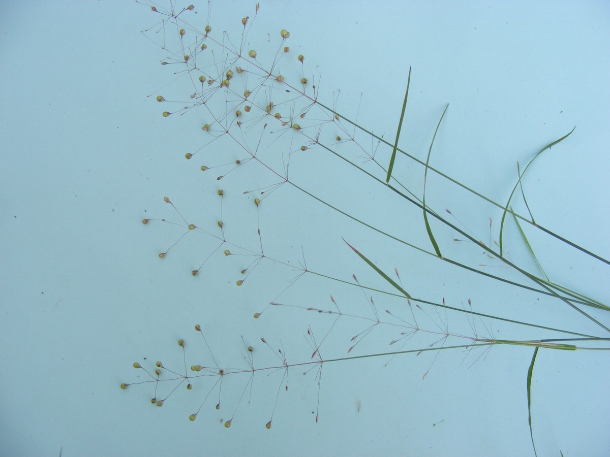 Sporobolus panicoides