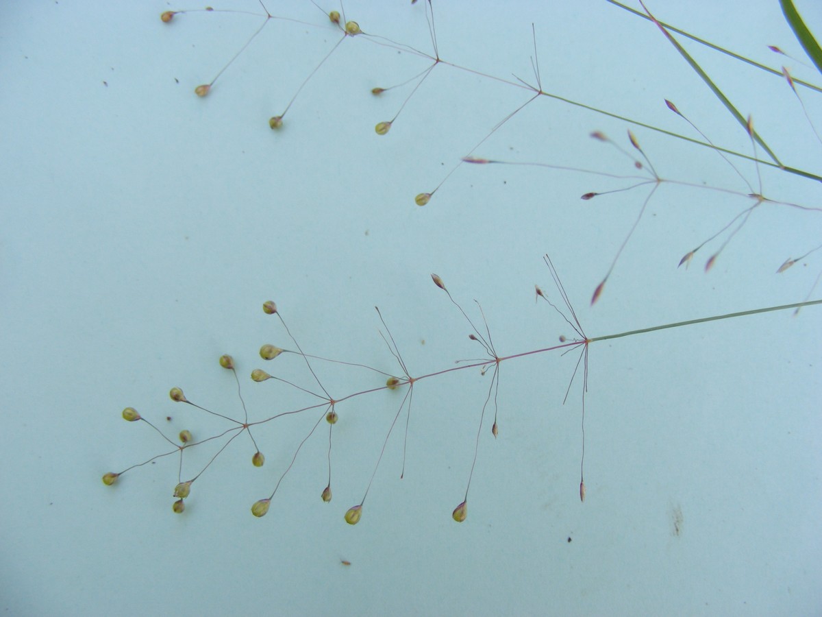 Sporobolus panicoides