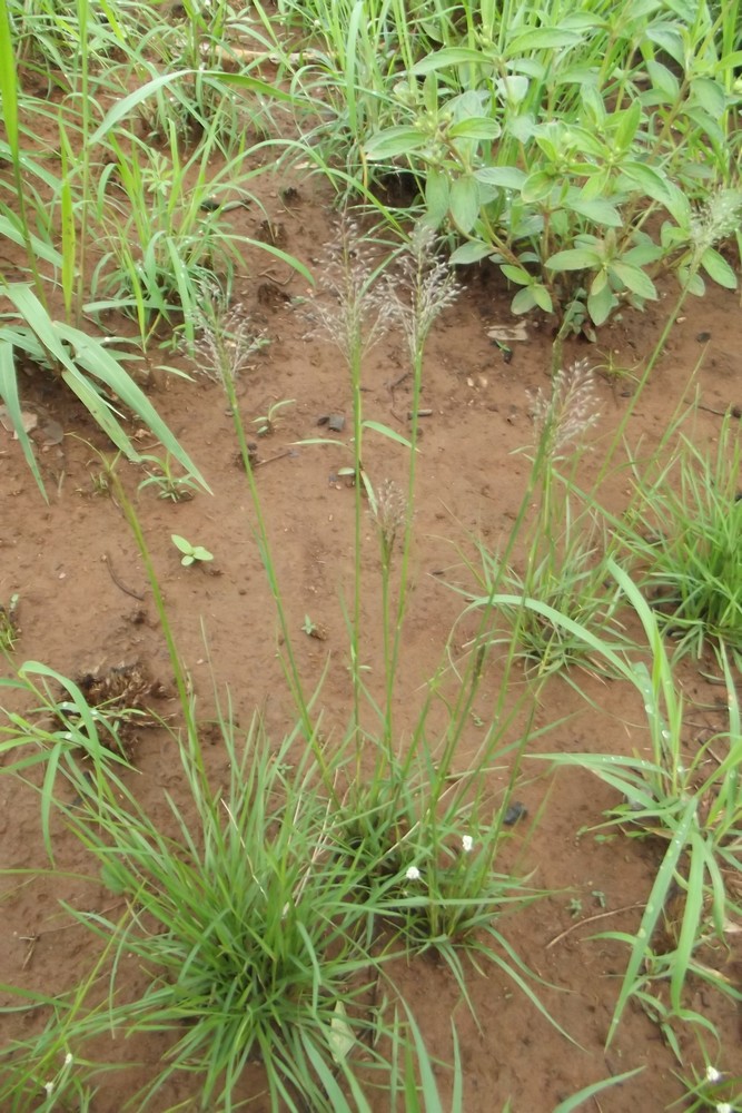 Sporobolus stapfianus