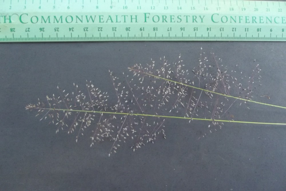 Sporobolus stapfianus