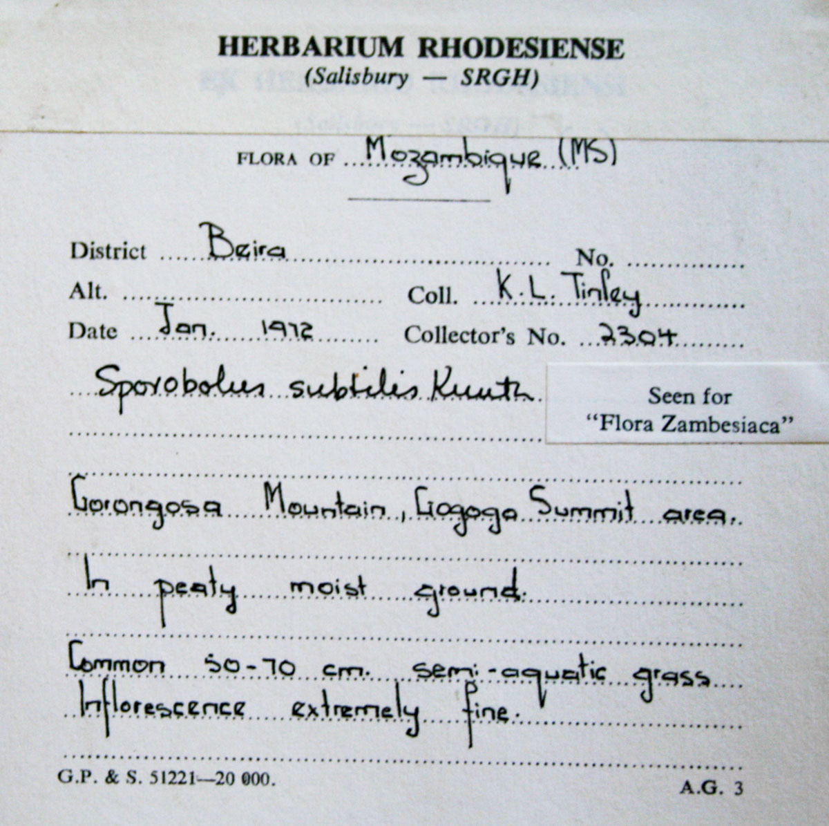 Sporobolus subtilis Sporobolus subtilis