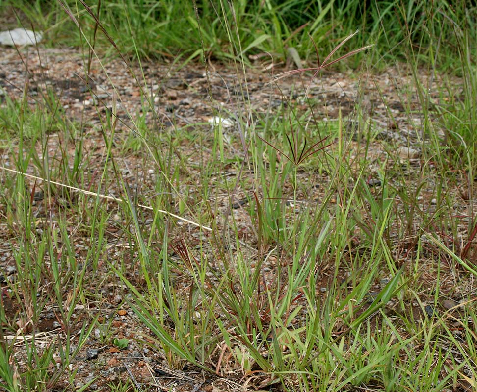 Chloris pycnothrix Chloris pycnothrix