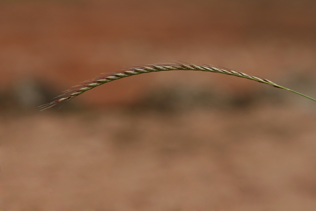 Enteropogon macrostachyus