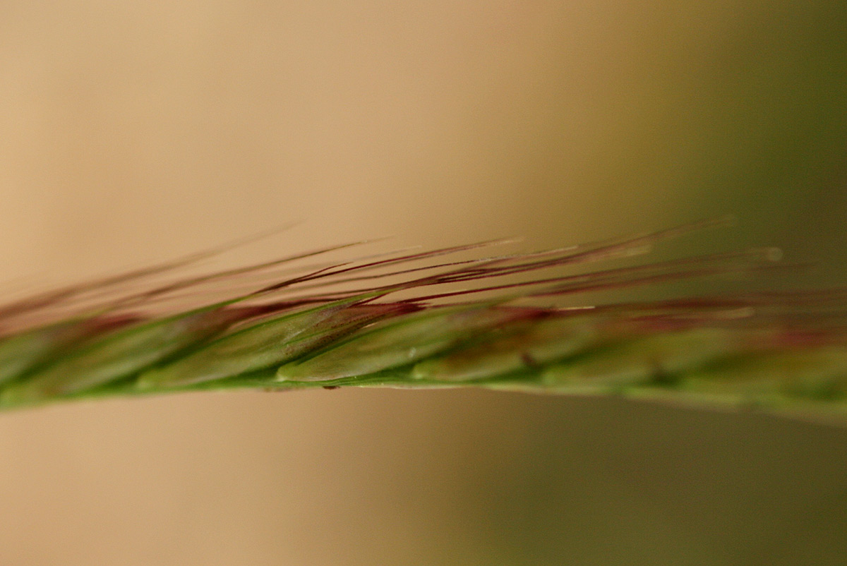 Enteropogon macrostachyus