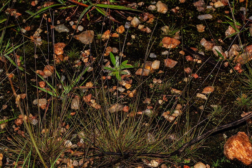 Microchloa kunthii Microchloa kunthii