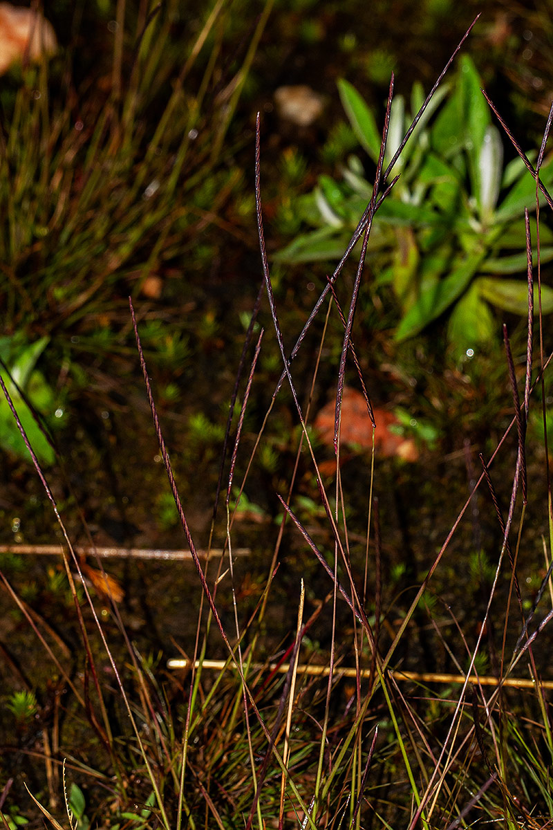 Microchloa kunthii Microchloa kunthii