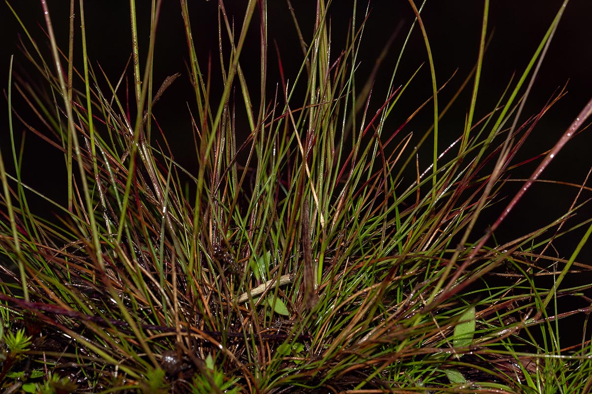 Microchloa kunthii Microchloa kunthii