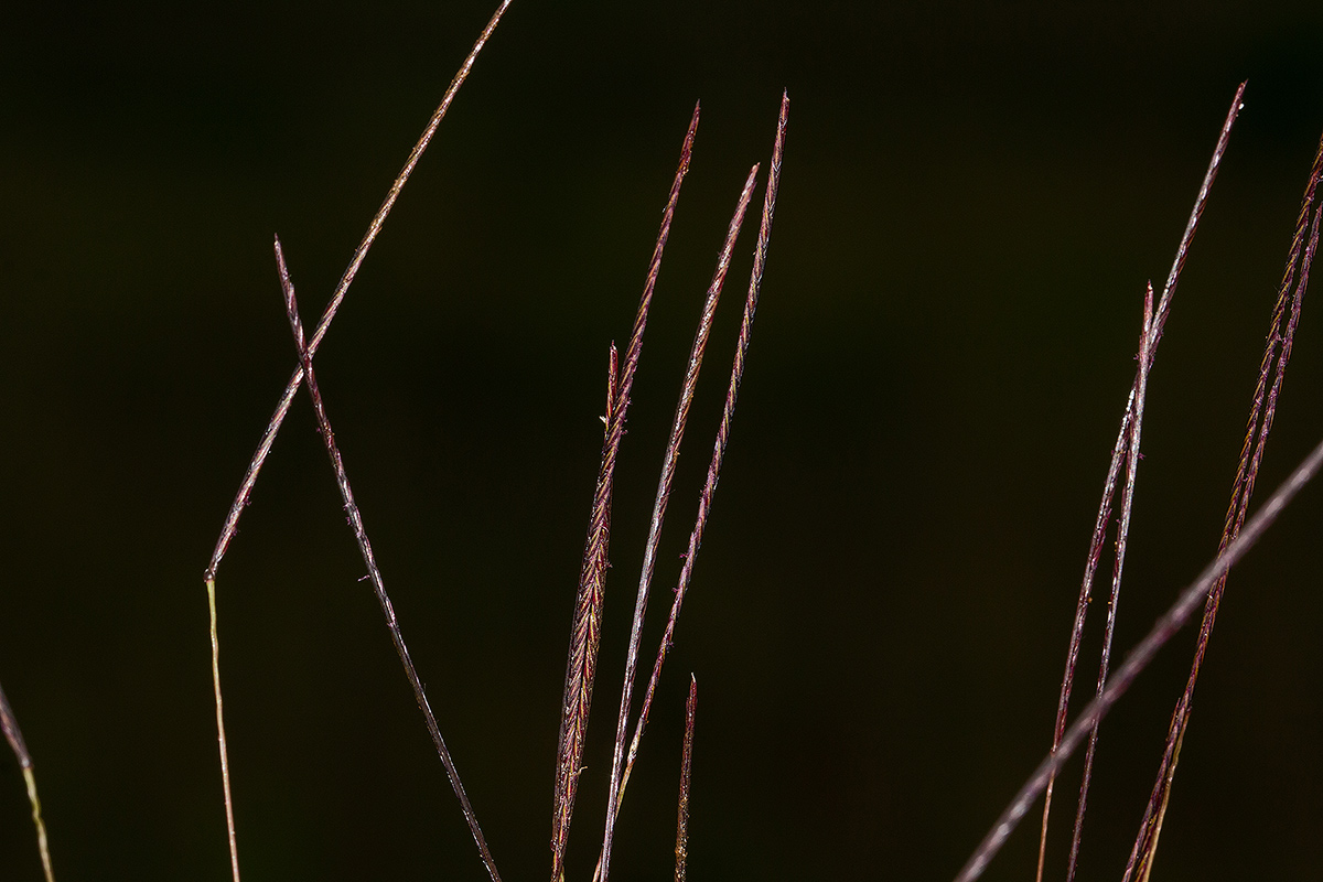 Microchloa kunthii Microchloa kunthii