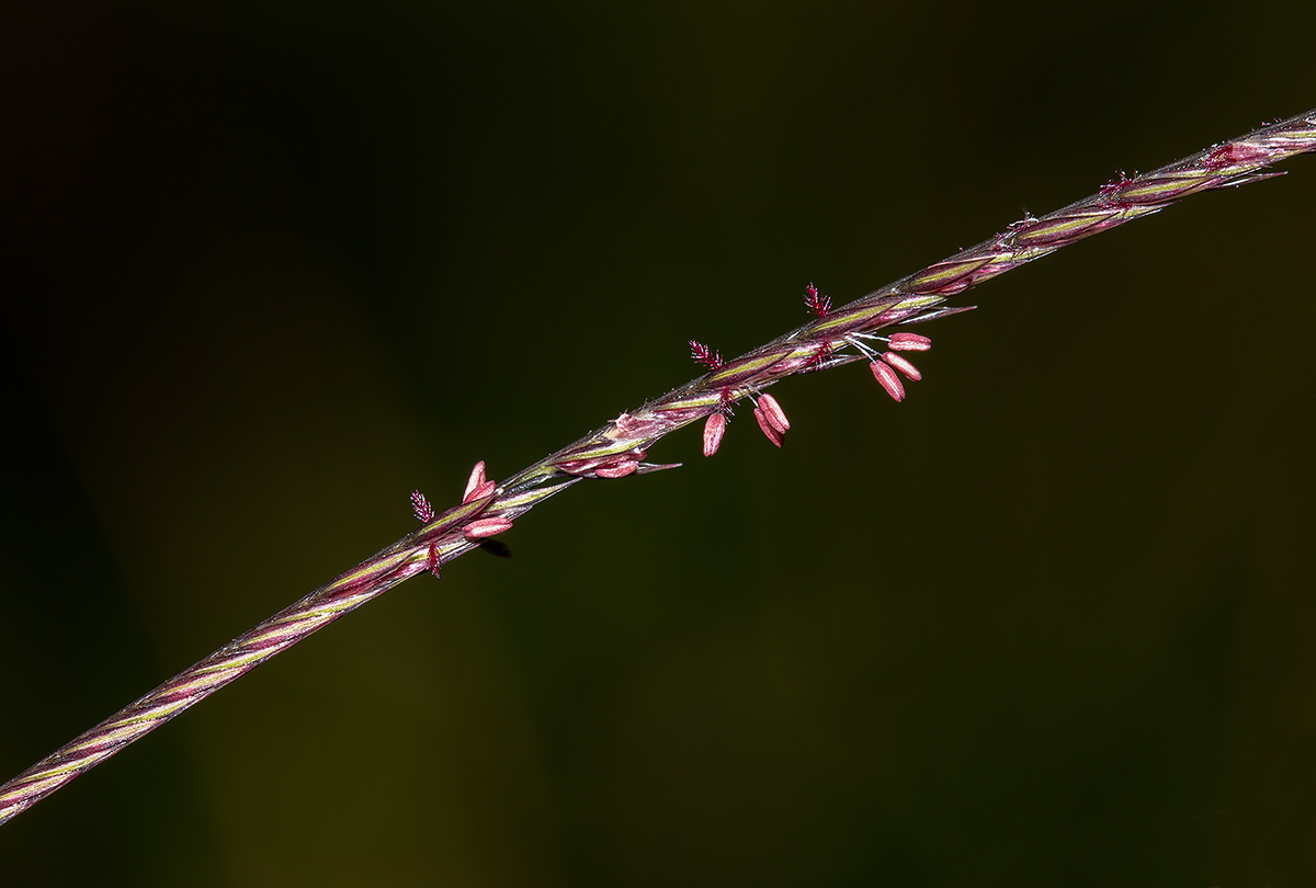 Microchloa kunthii Microchloa kunthii