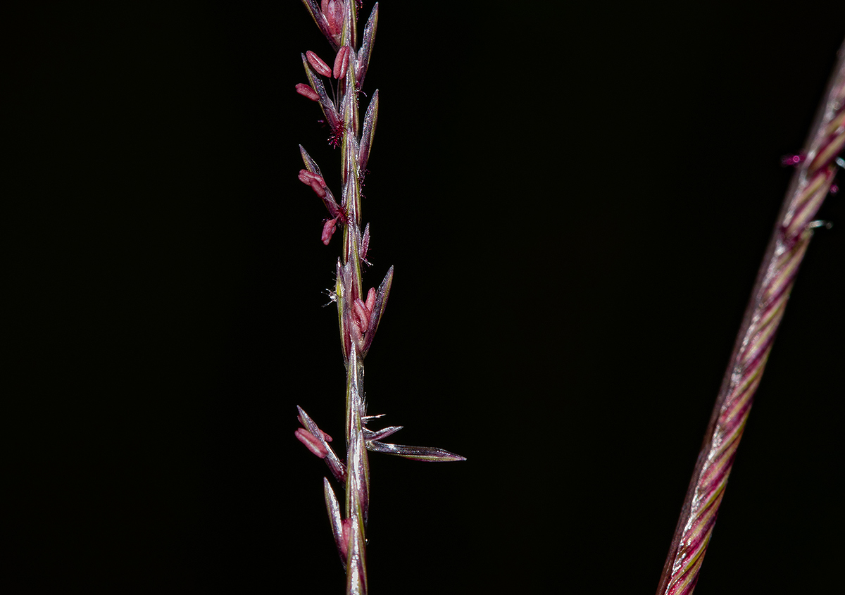 Microchloa kunthii