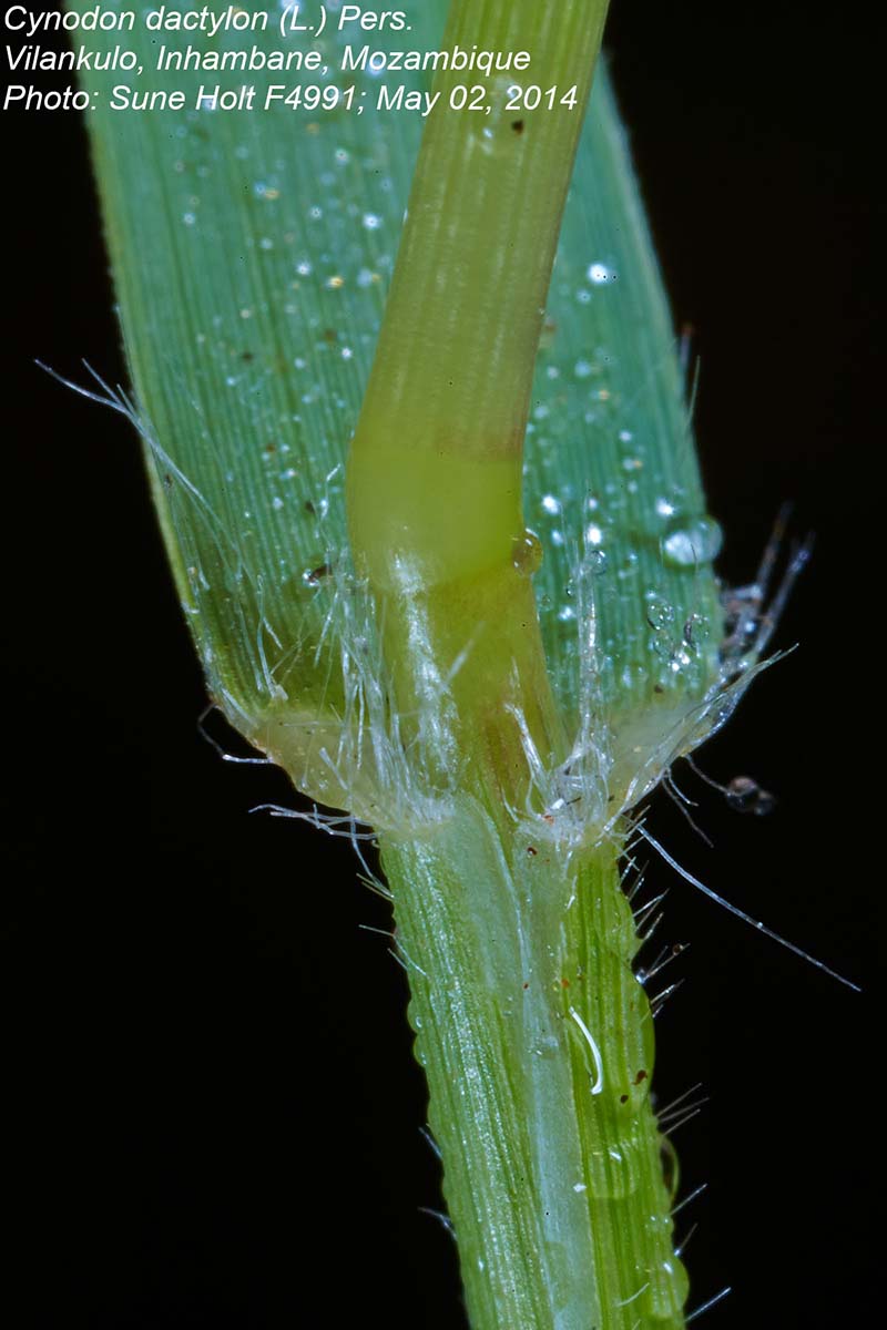 Cynodon dactylon Cynodon dactylon