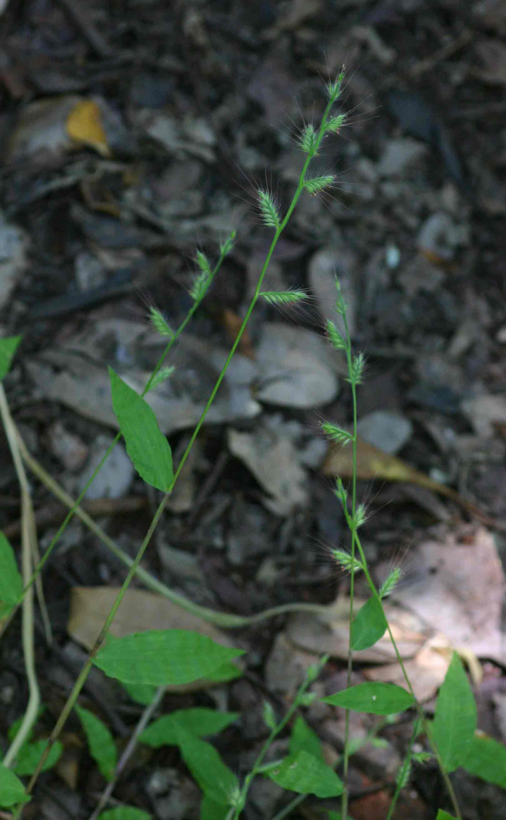 Oplismenus burmannii
