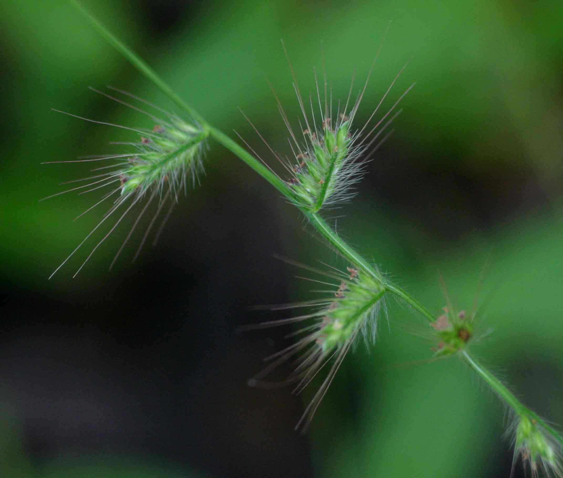 Oplismenus burmannii Oplismenus burmannii