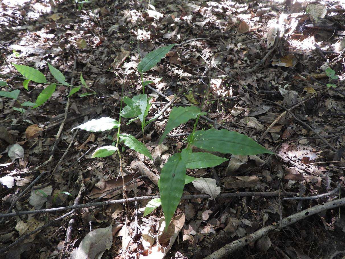 Panicum heterostachyum
