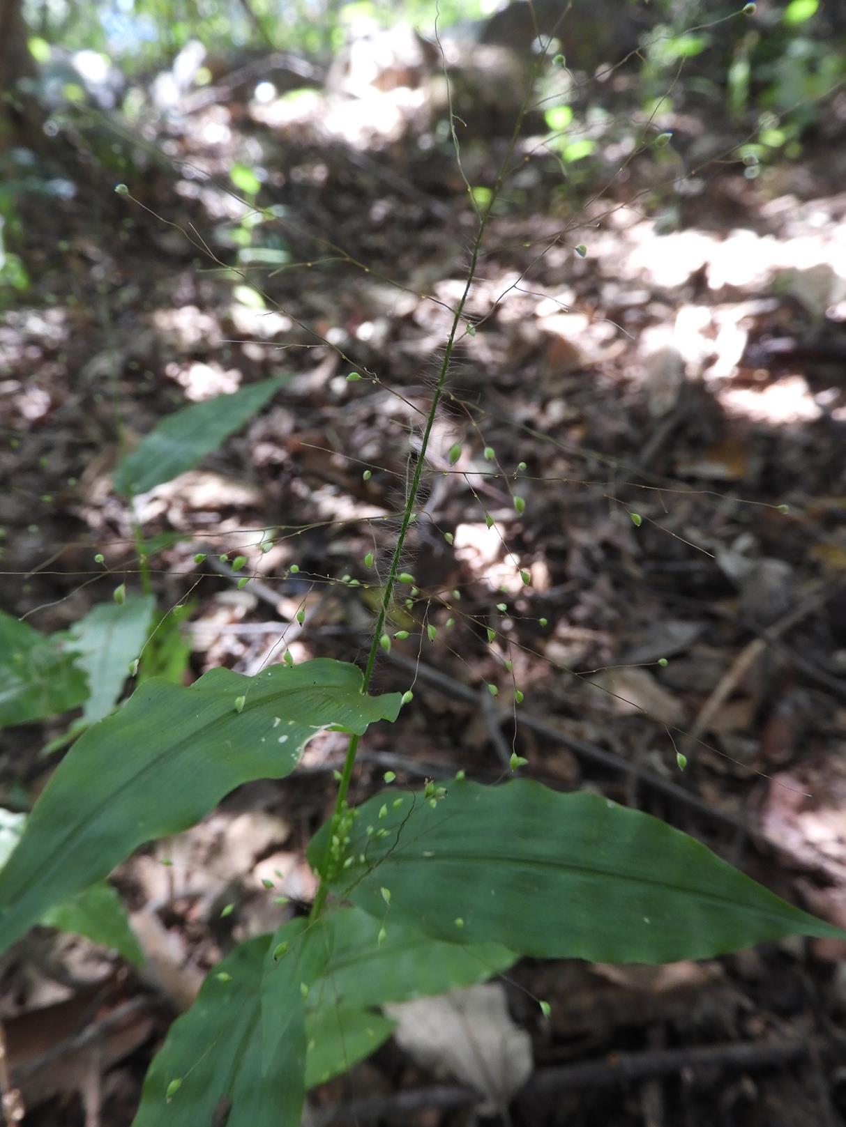Panicum heterostachyum