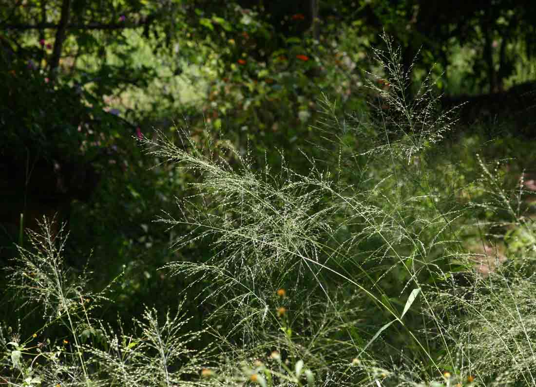 Panicum maximum