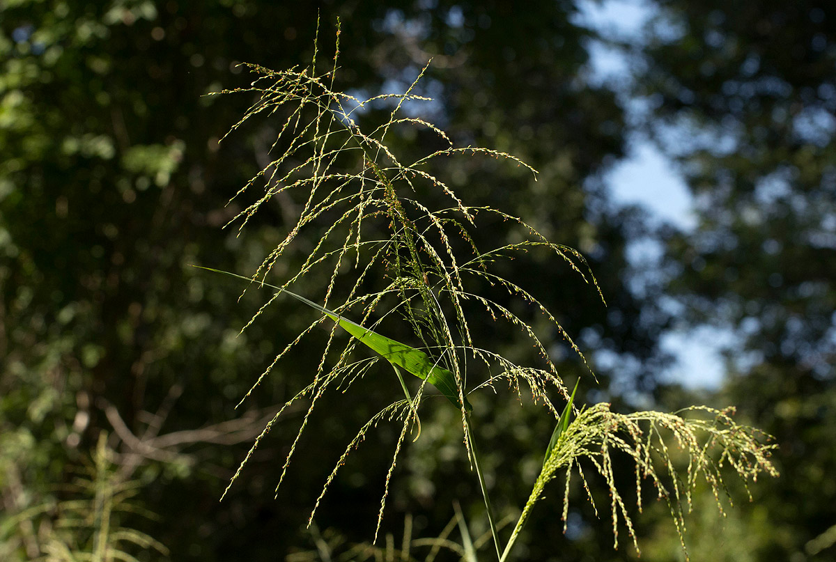 Panicum maximum